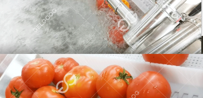 ¿Qué Equipo Se Utiliza Para La Limpieza De Vegetales De Tomate Para La Salsa De Tomate Roma?