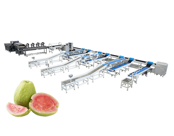 sistema de lavado de guayaba en venta