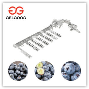 máquina clasificadora de arándanos