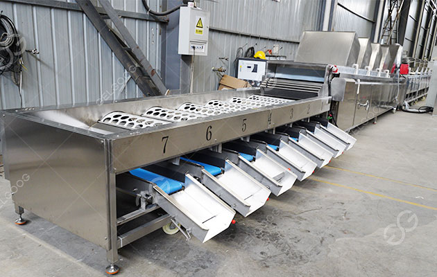 línea de clasificación de cerezas