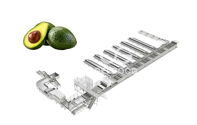 Máquina-Clasificadora-De-Aguacates-Por-Peso
